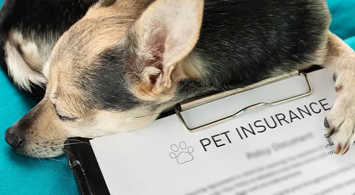 Selecting the Best Pet Insurance for Your Dog